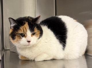 Enlarge **FOUND**, a ADOPTABLE Domestic Medium Hair in Liberty, MO image 2/3