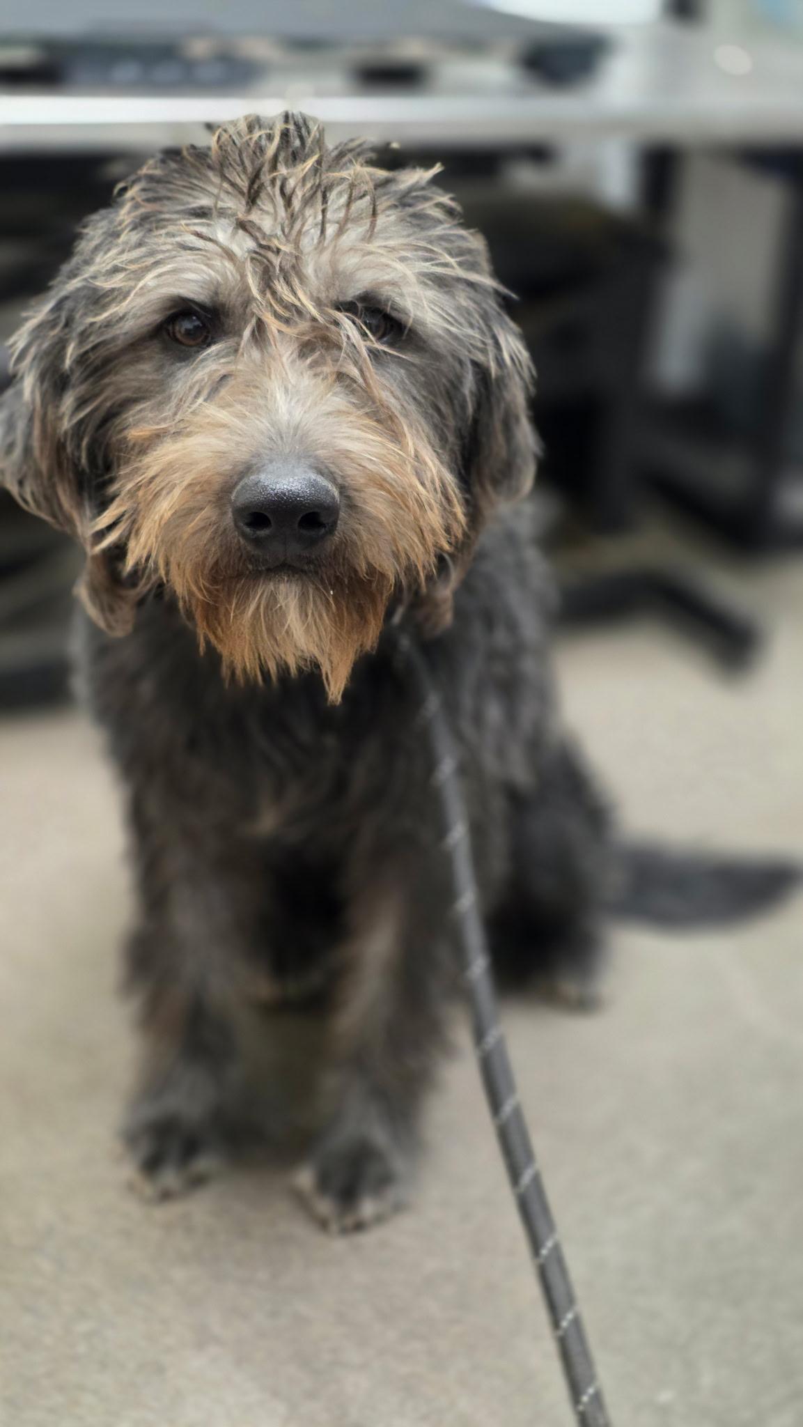 Jack Daniels, Adoptable, Adult Male Poodle.