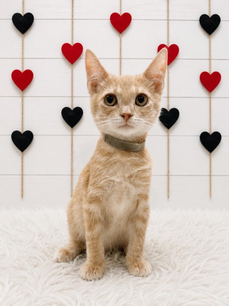 Reggie, Adoptable, Kitten Male Domestic Short Hair.