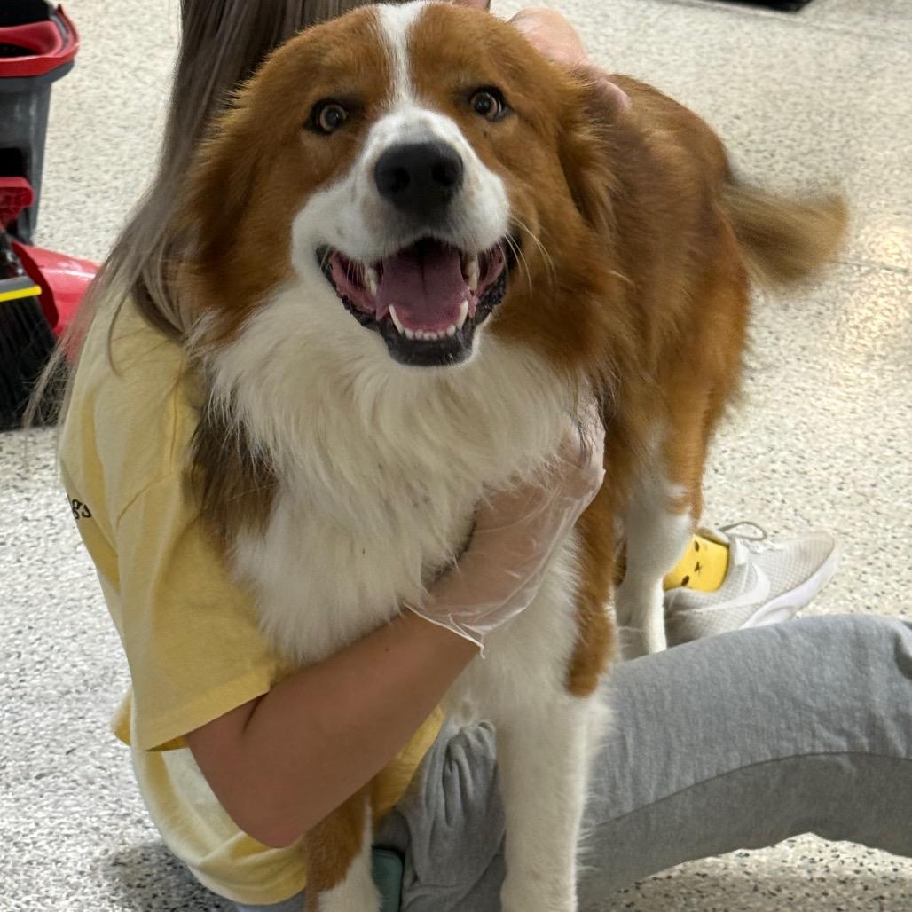 Dusty, Adoptable, Young Male Australian Shepherd & Border Collie.