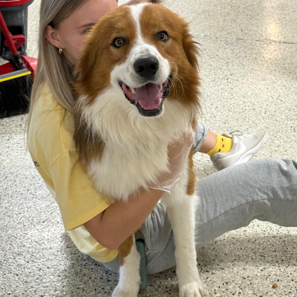 Enlarge Dusty, a Adoptable mixed breed in Muncie, IN image 2/2