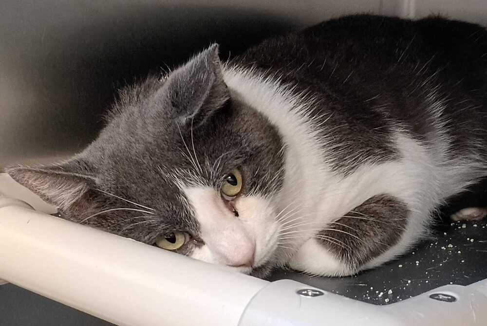 Algernon, Adoptable, Adult Male Domestic Short Hair.