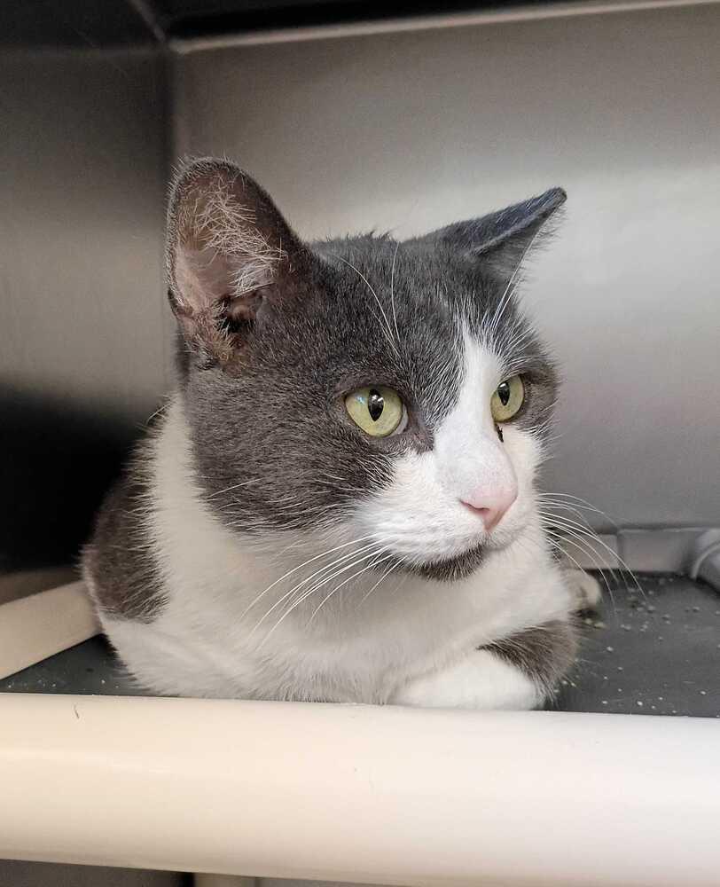 Enlarge Algernon, a Adoptable Domestic Short Hair in Bowling Green, OH image 2/2