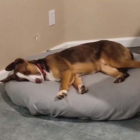 Enlarge Red, a Adoptable mixed breed in Merced, CA image 5/6