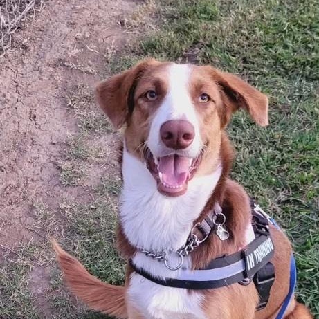 Enlarge Red, a Adoptable mixed breed in Merced, CA image 1/6