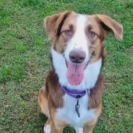 Enlarge Red, a Adoptable mixed breed in Merced, CA image 3/6