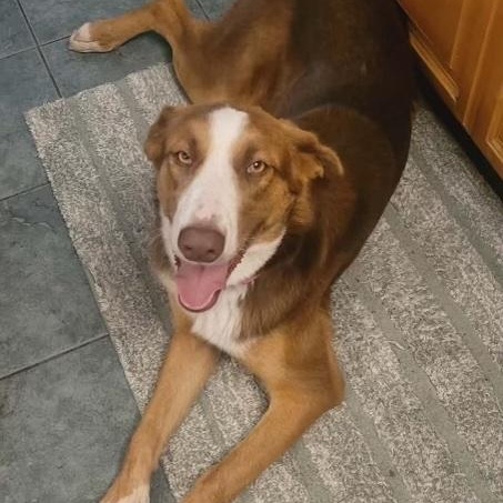 Enlarge Red, a Adoptable mixed breed in Merced, CA image 2/6