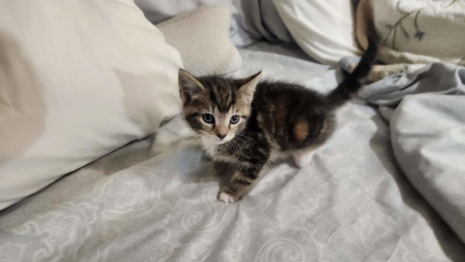 Enlarge To2, a Adoptable American Shorthair in Roanoke, AL image 1/1