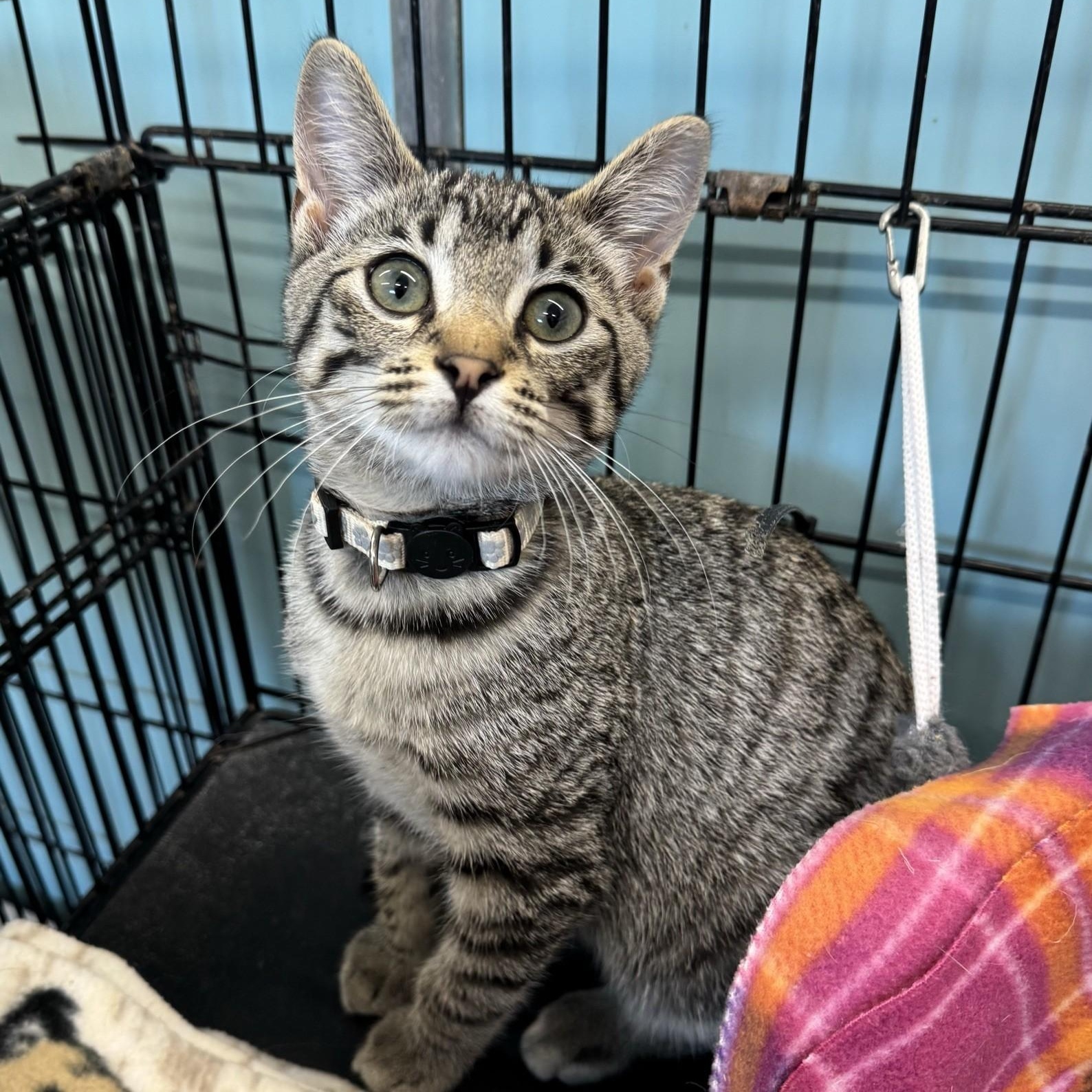 Independance, Adoptable, Young Male Domestic Short Hair.