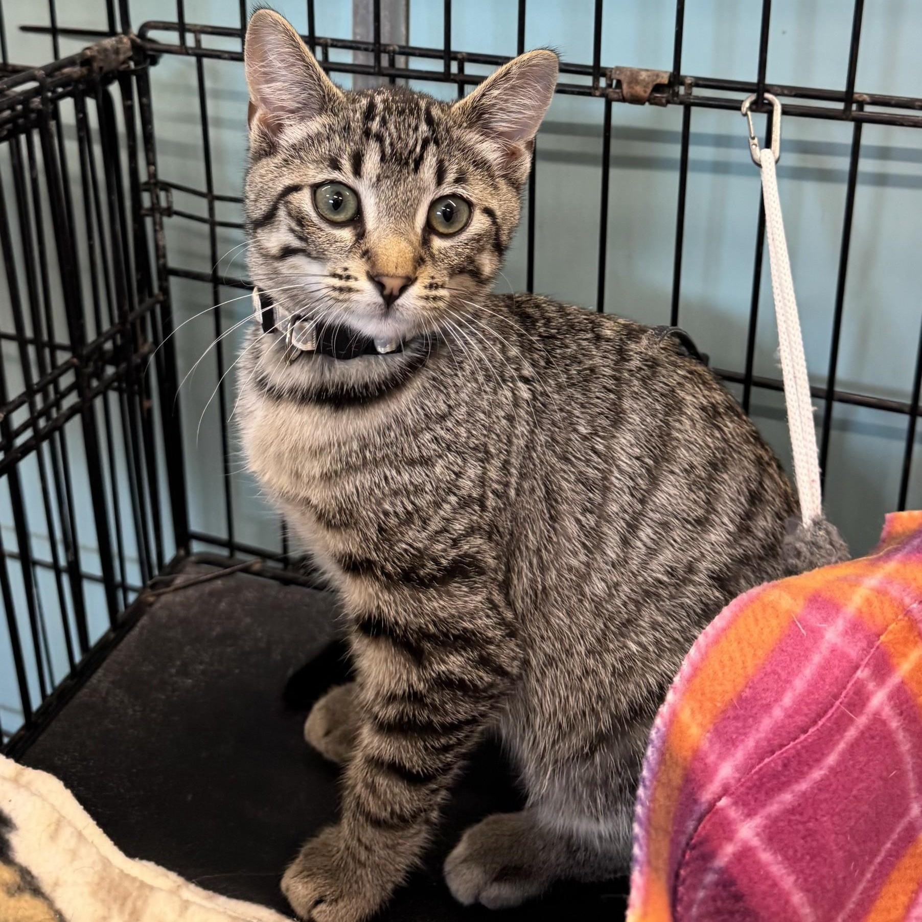 Independance, Adoptable, Kitten Male Domestic Short Hair.