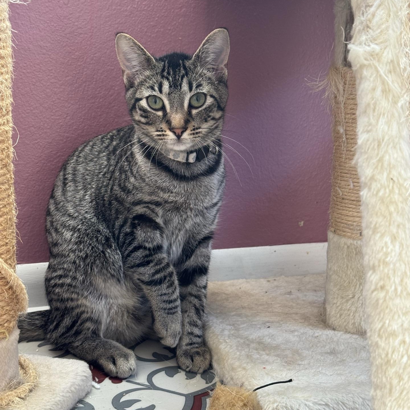Independance, a Adoptable Domestic Short Hair in Morris, MN image 3/5