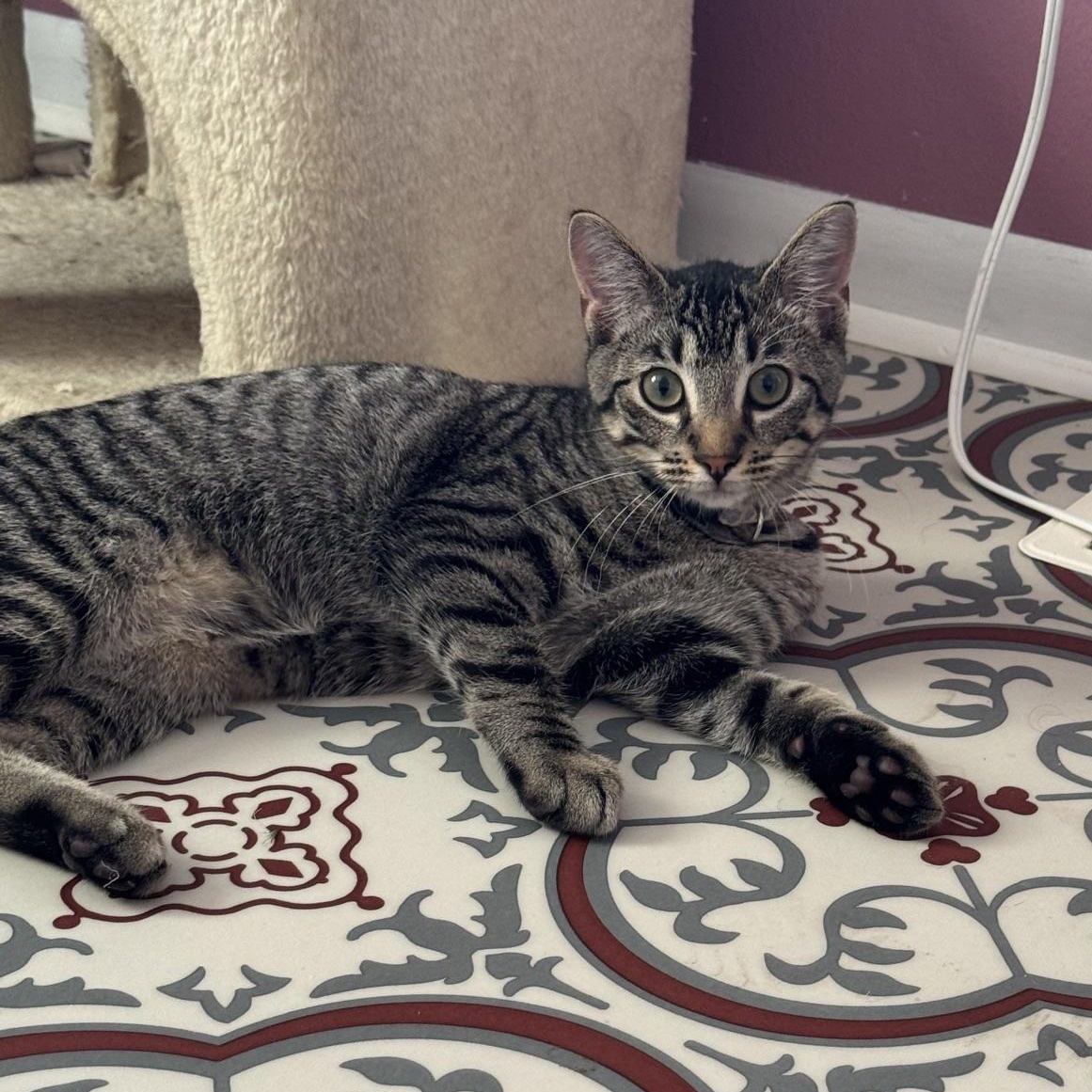 Independance, a Adoptable Domestic Short Hair in Morris, MN image 2/5