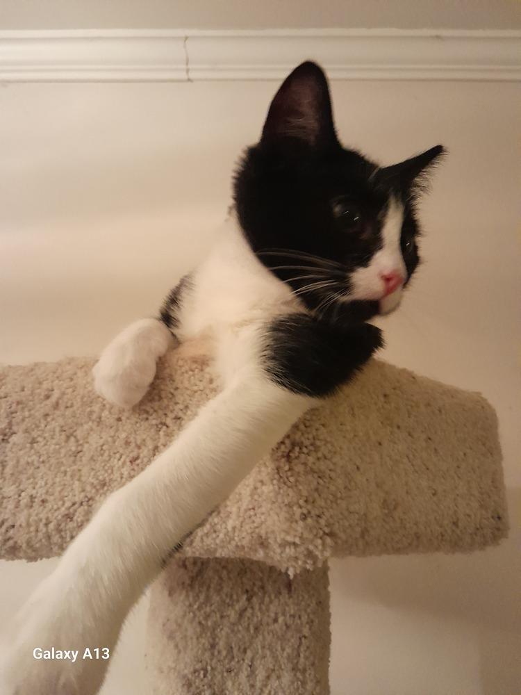 Pugsley, Adoptable, Kitten Male Domestic Short Hair.