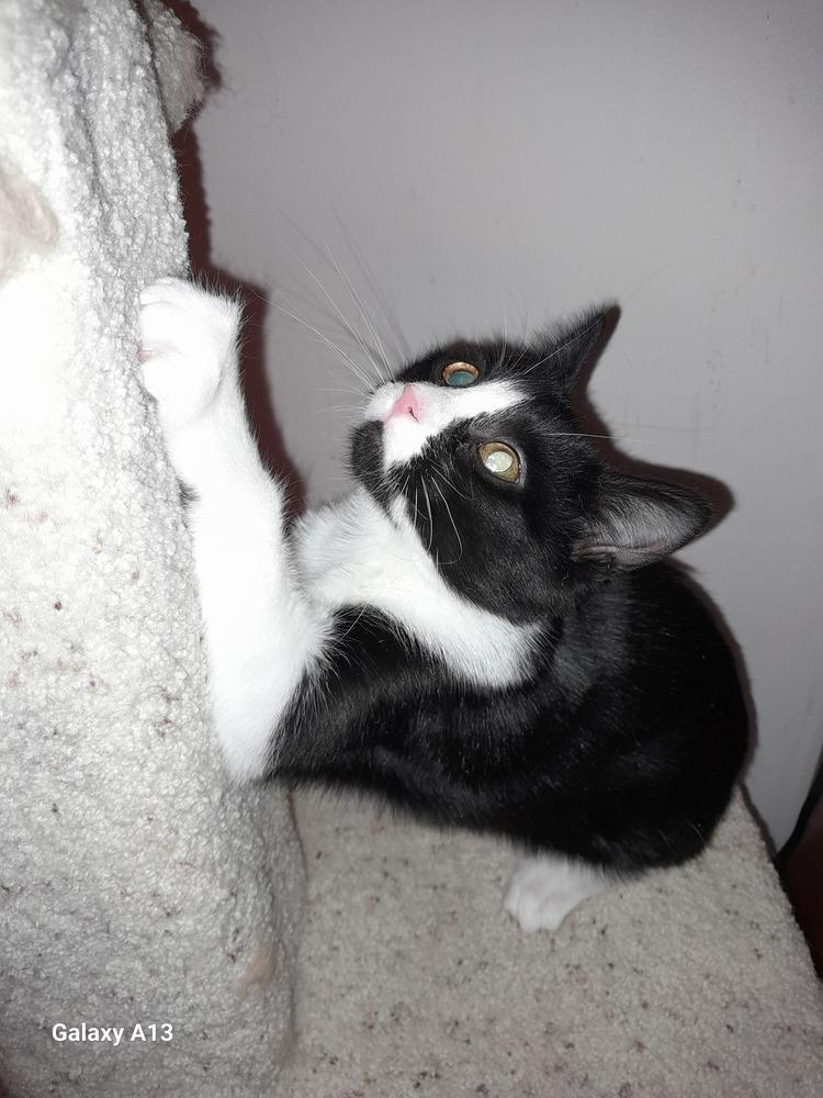 Pugsley, a Adoptable Domestic Short Hair in Milltown, NJ image 2/3