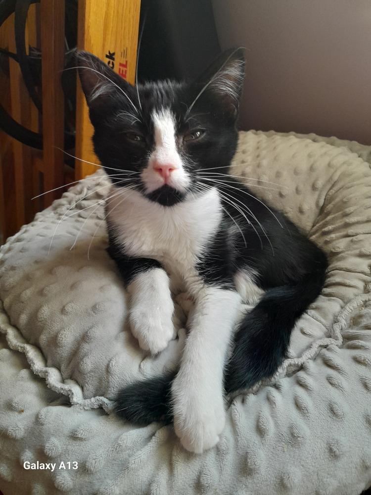 Pugsley, Adoptable, Kitten Male Domestic Short Hair.