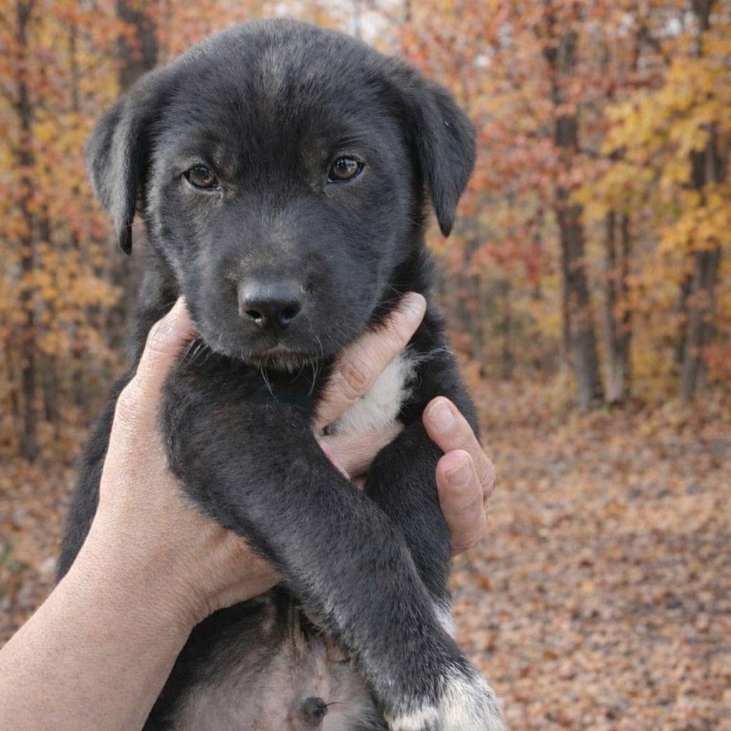 Brother, Adoptable, Puppy Male Husky.