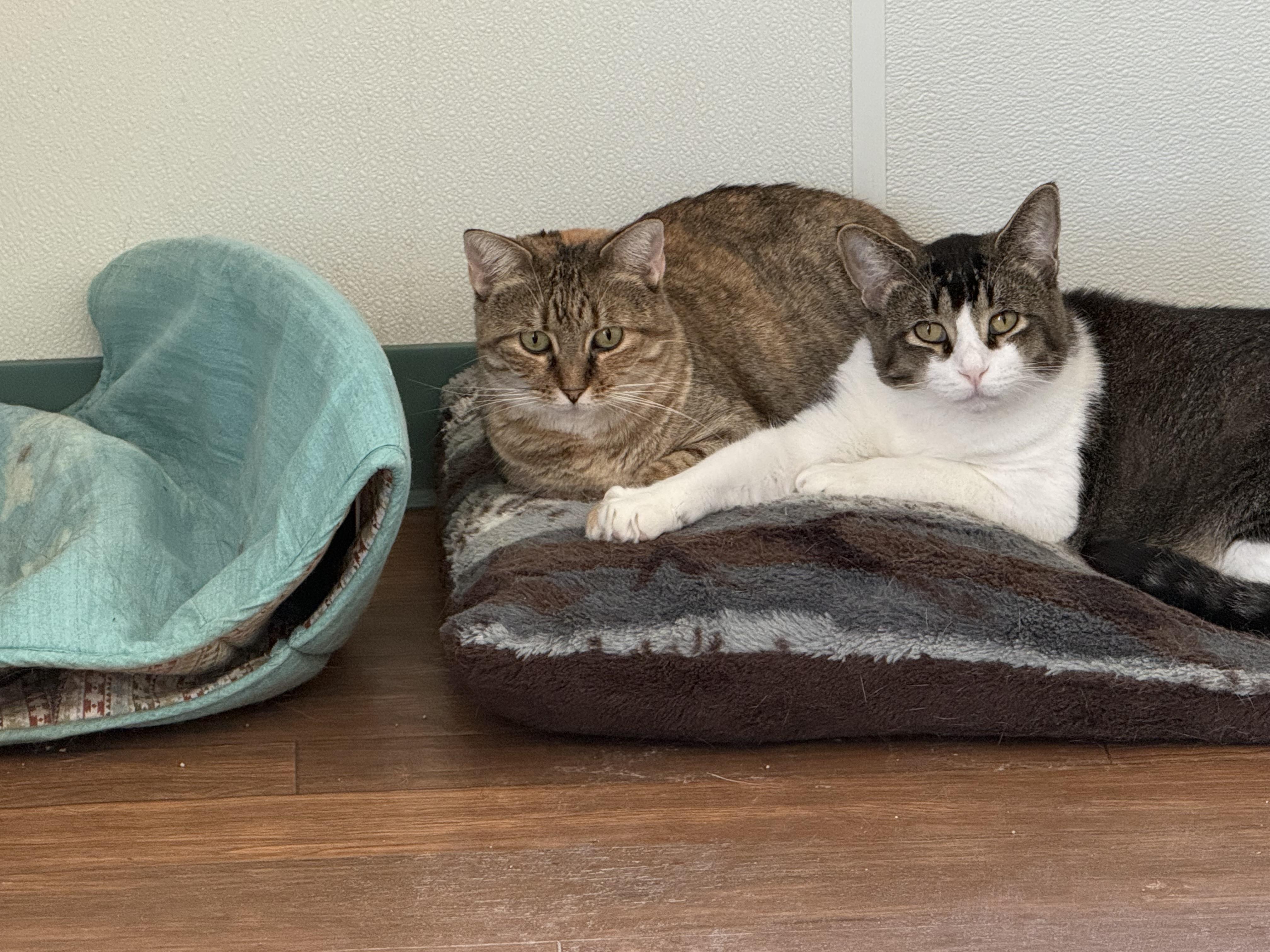 Carolina, Adoptable, Senior Female Domestic Short Hair.