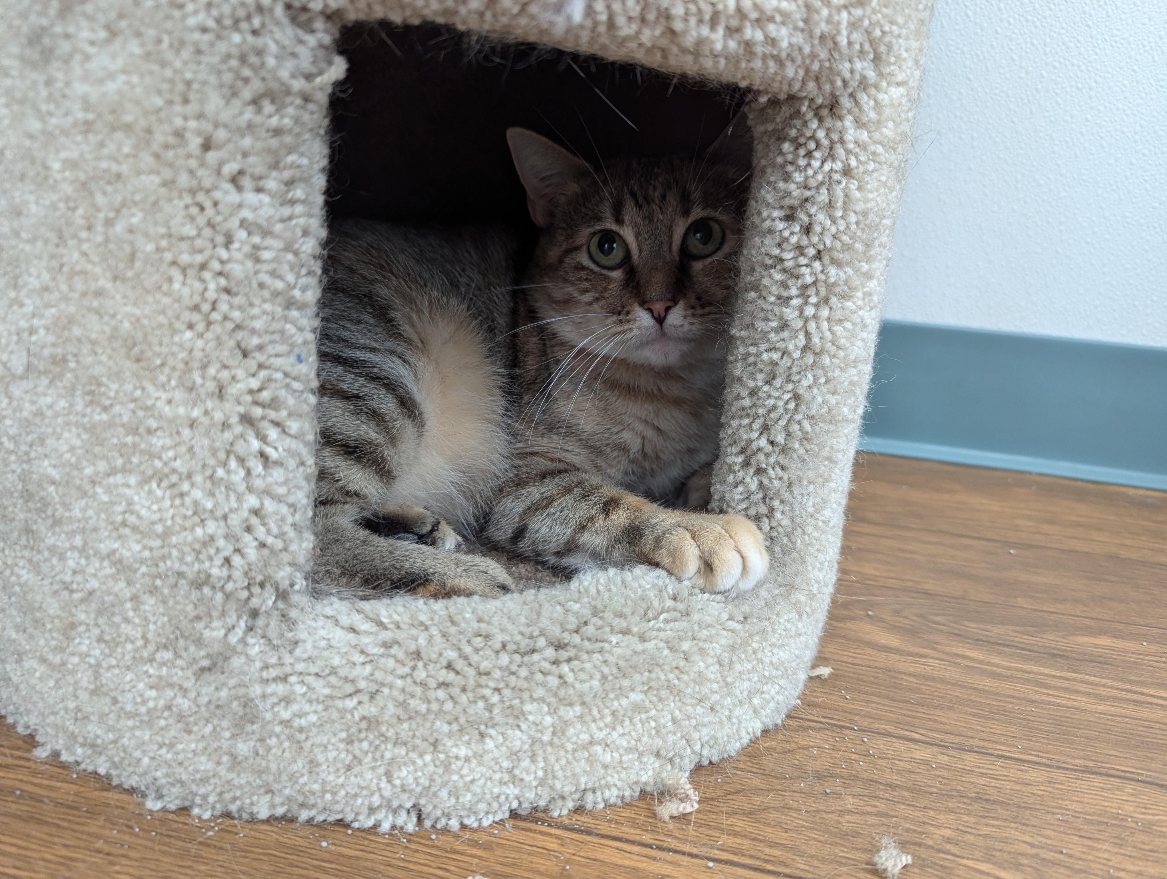 Enlarge Carolina, a Adoptable Domestic Short Hair in Reeds Spring, MO image 1/1