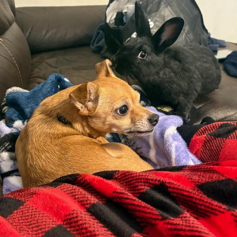 Ben, Adoptable, Young Male Netherland Dwarf.