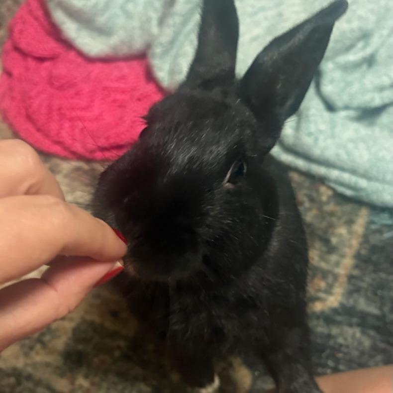 Enlarge Ben, a Adoptable Netherland Dwarf in The Woodlands, TX image 2/6