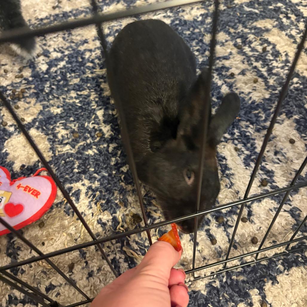 Enlarge Ben, a Adoptable Netherland Dwarf in The Woodlands, TX image 1/2