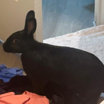 Enlarge Ben, a Adoptable Netherland Dwarf in The Woodlands, TX image 2/4
