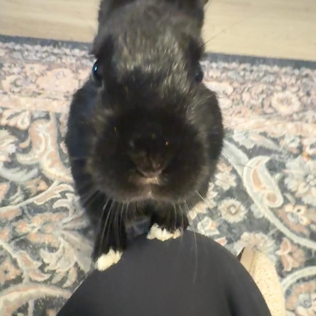 Enlarge Ben, a Adoptable Netherland Dwarf in The Woodlands, TX image 5/6