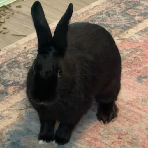 Enlarge Ben, a Adoptable Netherland Dwarf in The Woodlands, TX image 3/4