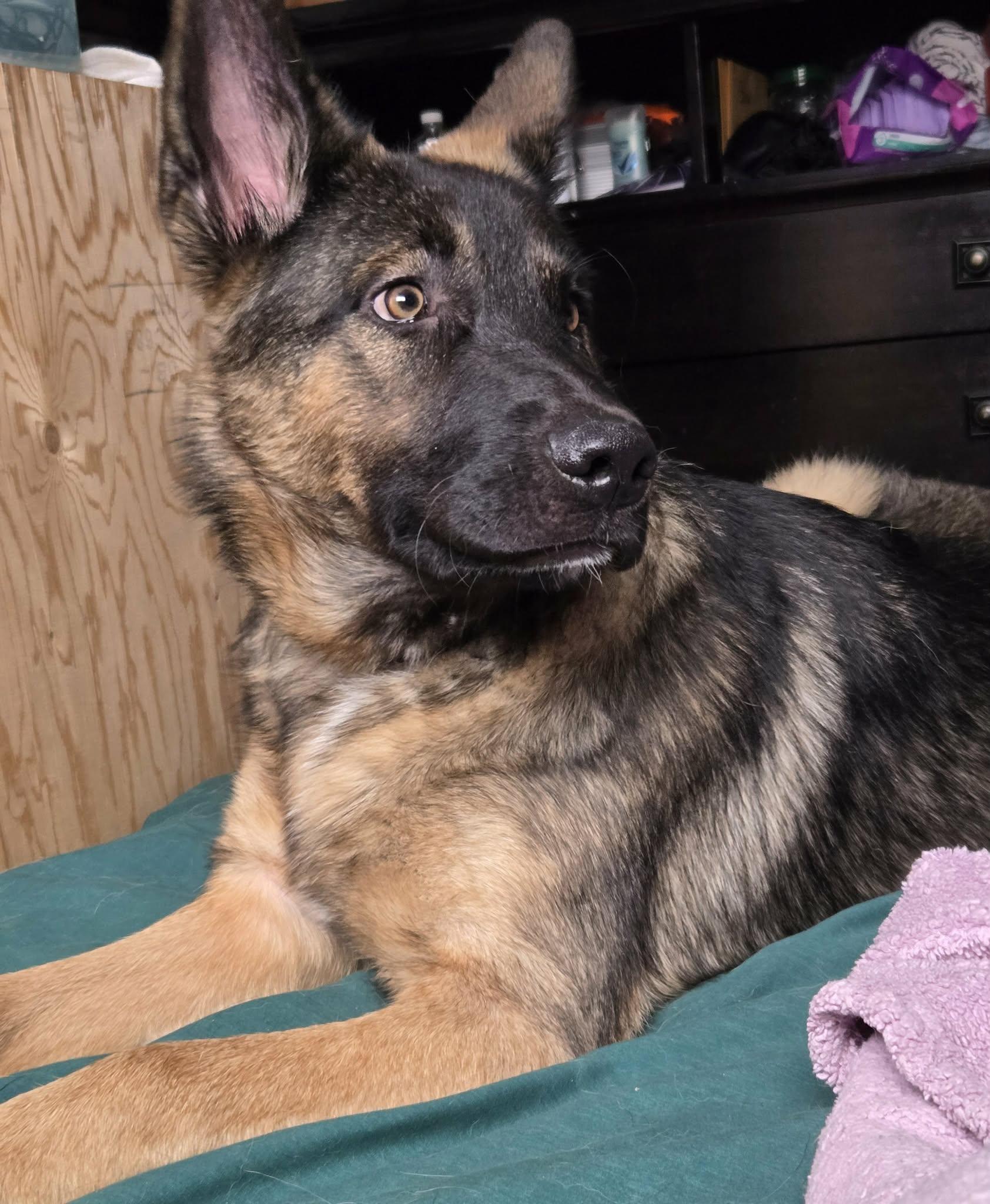 Enlarge Triden, a Adoptable mixed breed in Winnipeg, MB image 2/4