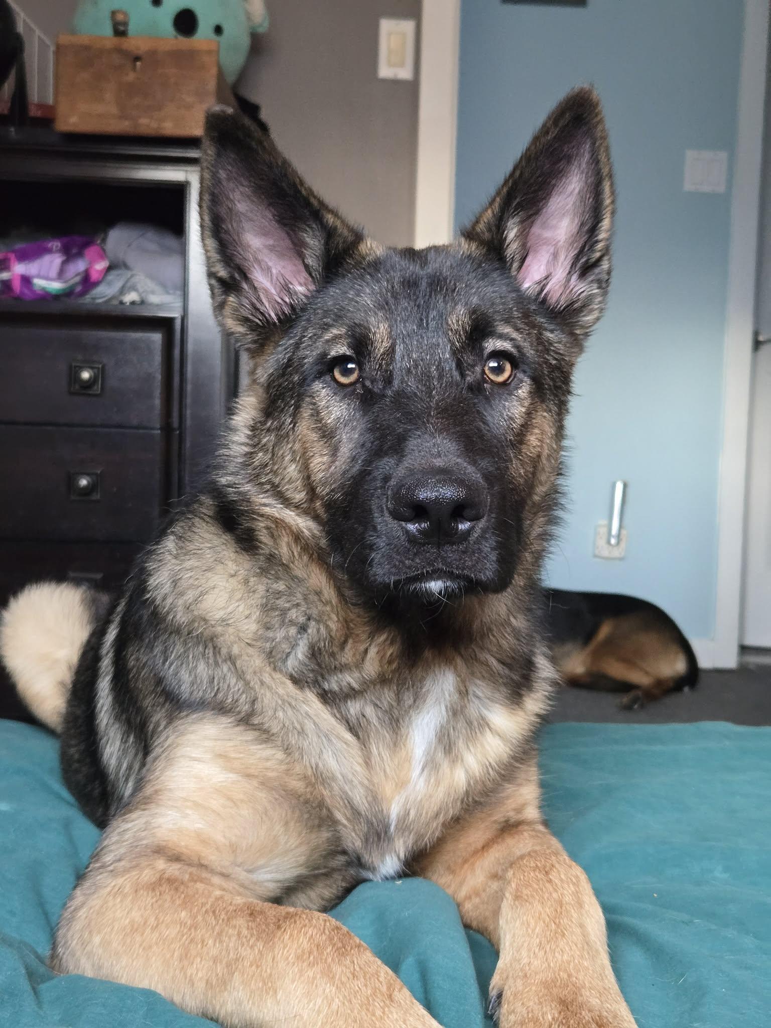 Triden, Adoptable, Young Male German Shepherd Dog.