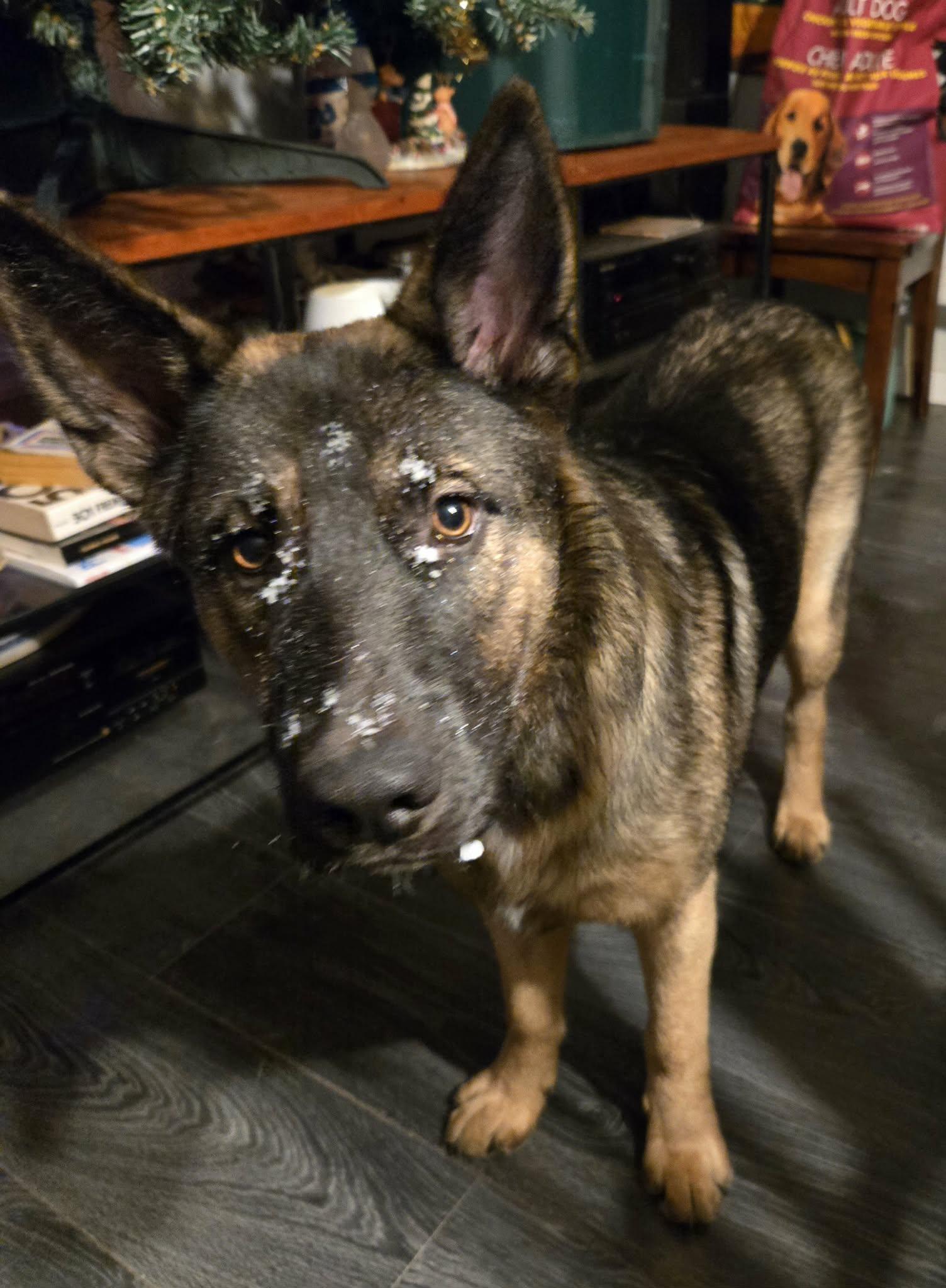 Enlarge Triden, a Adoptable mixed breed in Winnipeg, MB image 4/4