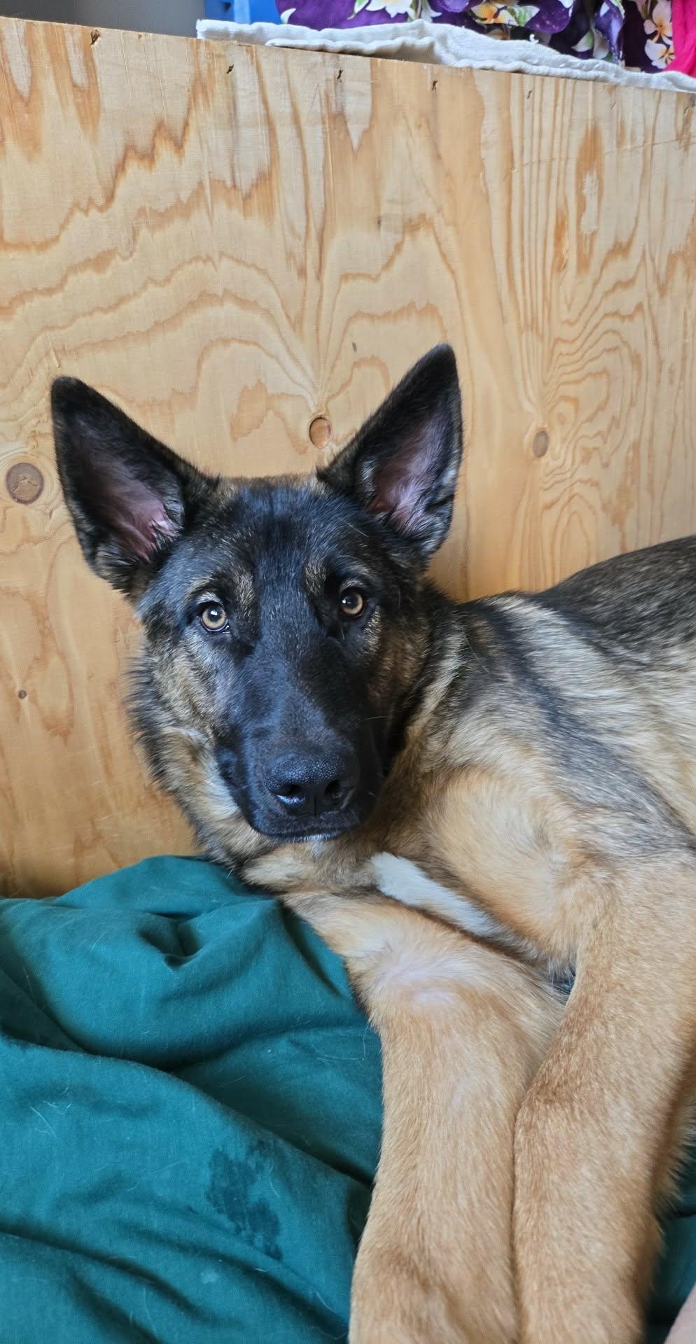 Enlarge Triden, a Adoptable mixed breed in Winnipeg, MB image 3/4