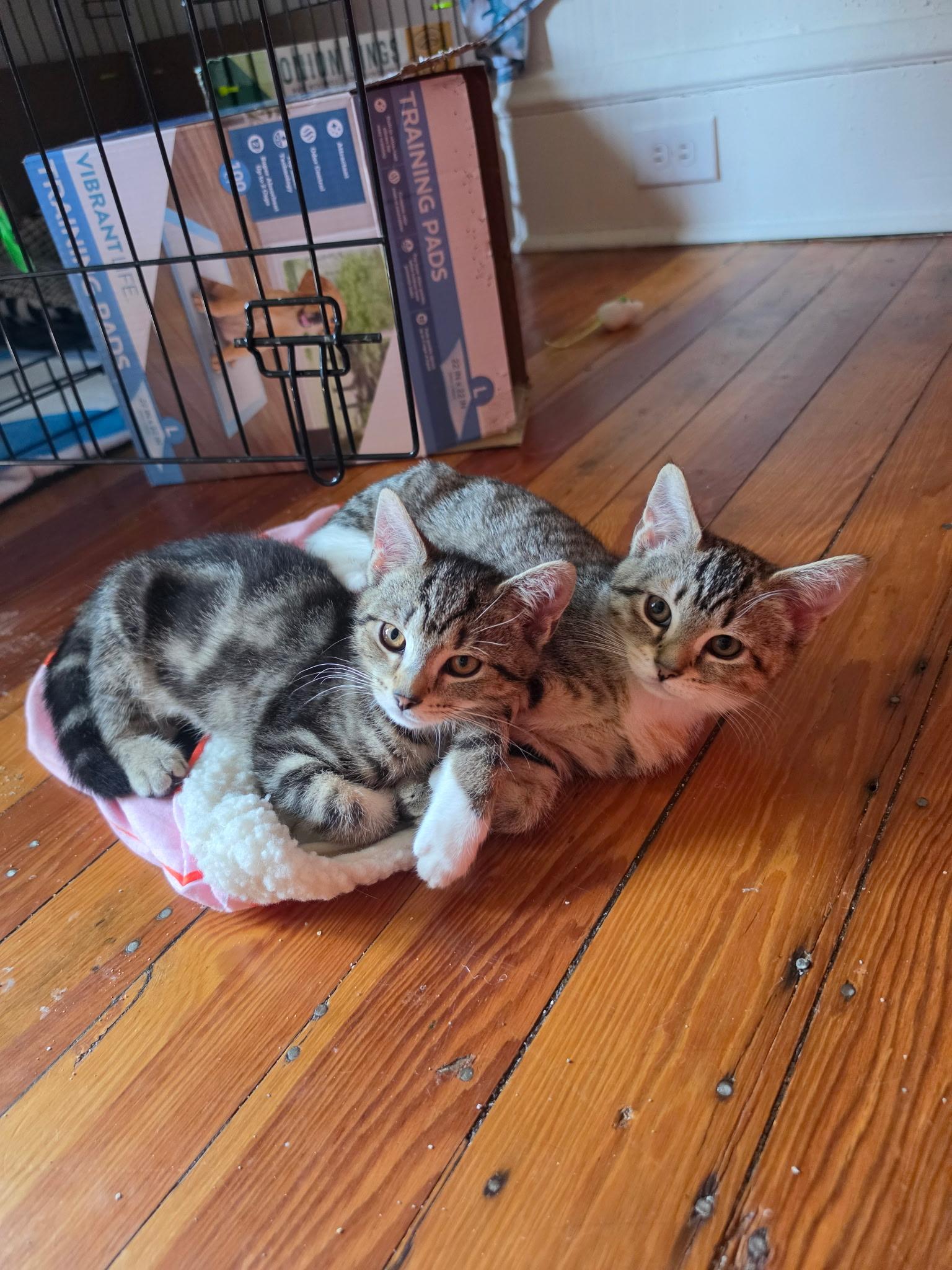 Enlarge Olive, an adopted Domestic Short Hair in Roanoke, VA image 3/3