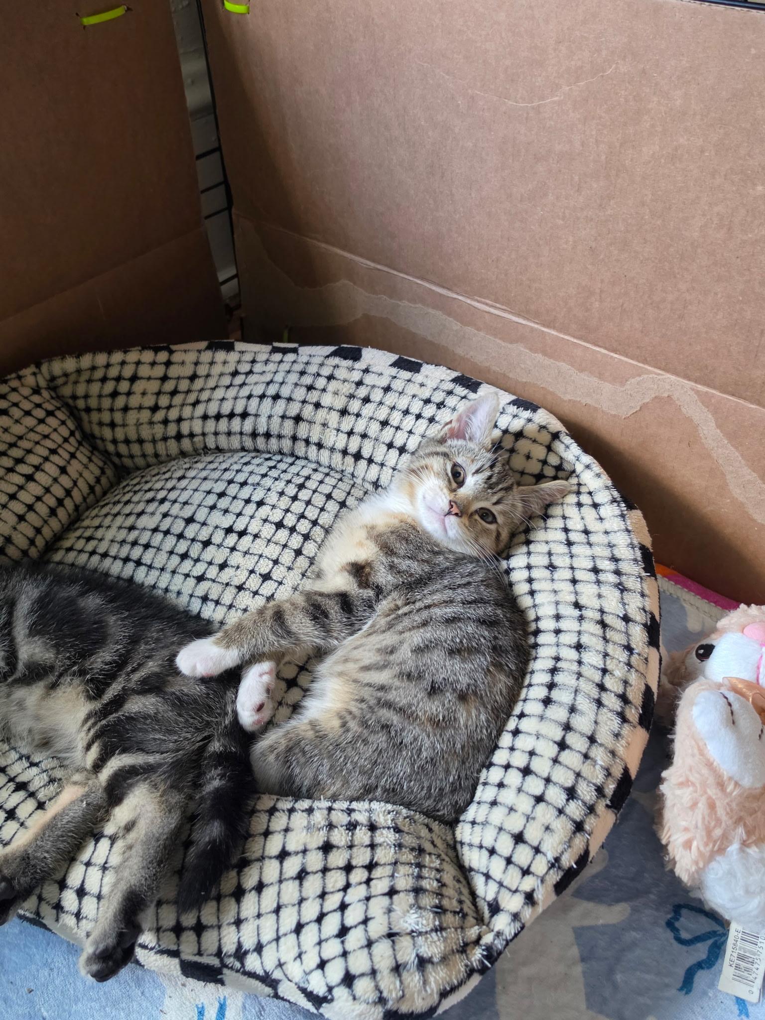 Olive, adopted, Kitten Female Domestic Short Hair.