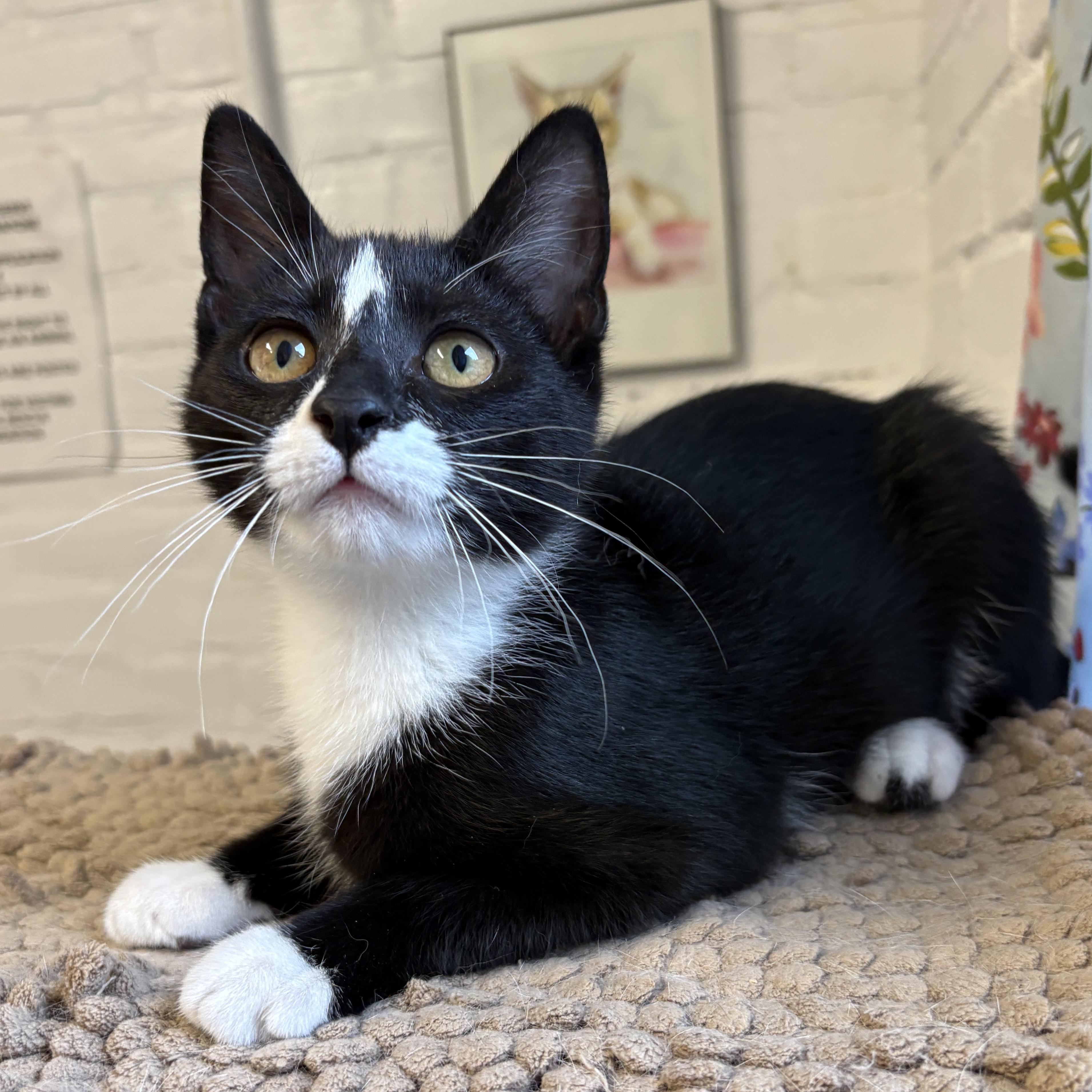 Thunder, Adoptable, Kitten Male Domestic Short Hair.