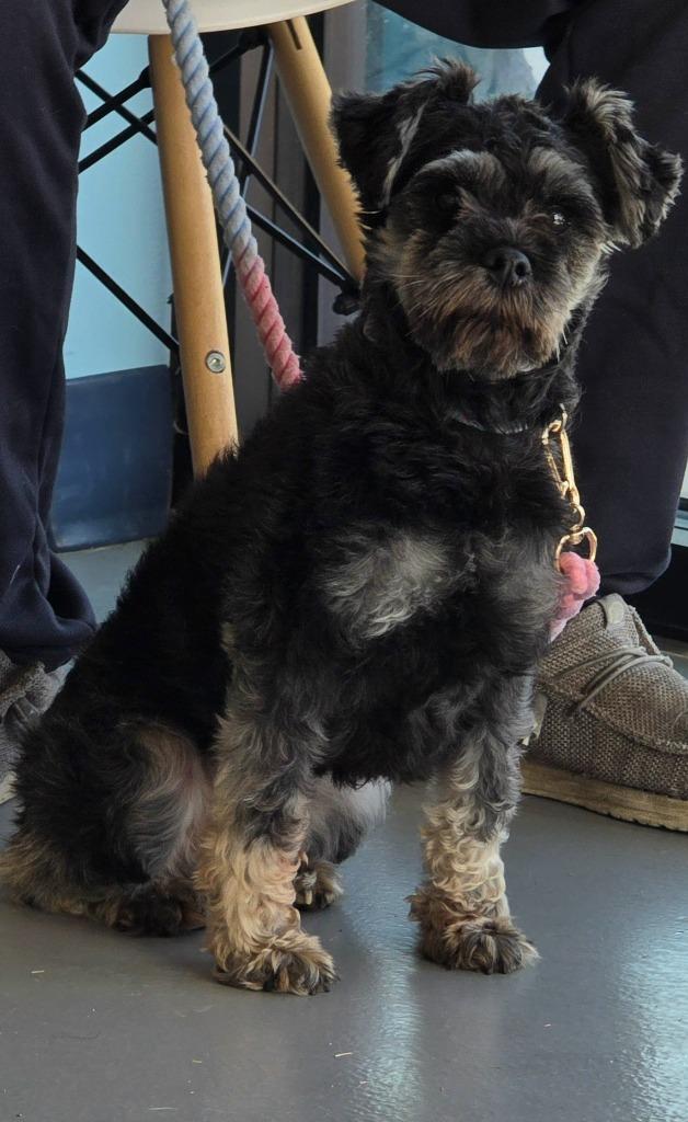 Yara, Adoptable, Adult Female Schnauzer.