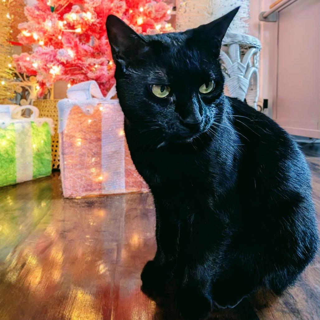 Toothless (Bonded with Fuzzy), Adoptable, Adult Female Domestic Short Hair.