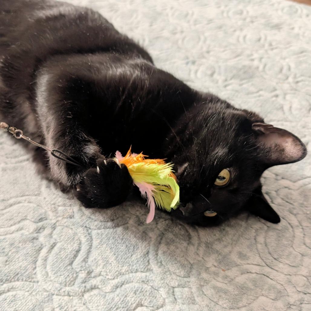 Toothless (Bonded with Fuzzy), Adoptable, Adult Female Domestic Short Hair.