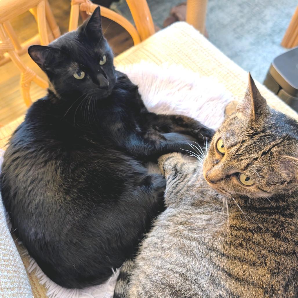 Enlarge Toothless (Bonded with Fuzzy), a Adoptable Domestic Short Hair in Nashville, TN image 3/6