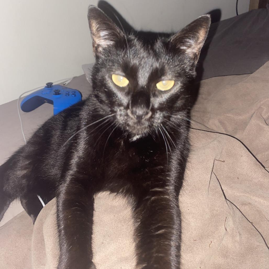 Toothless, Adoptable, Adult Female Domestic Short Hair.