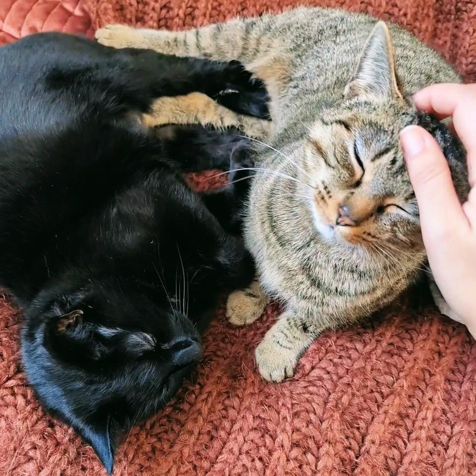 Enlarge Toothless (Bonded with Fuzzy), a Adoptable Domestic Short Hair in Nashville, TN image 4/6