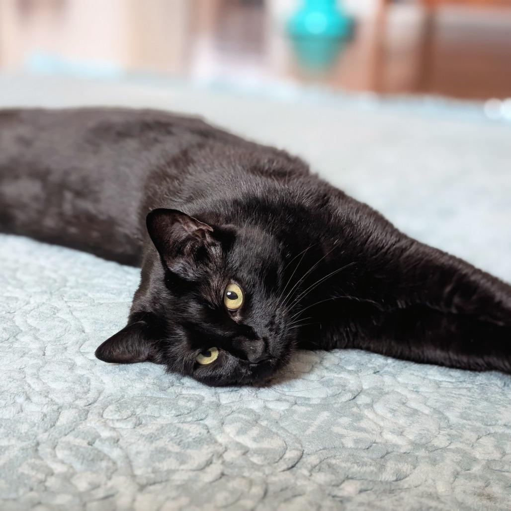Enlarge Toothless (Bonded with Fuzzy), a Adoptable Domestic Short Hair in Nashville, TN image 5/6