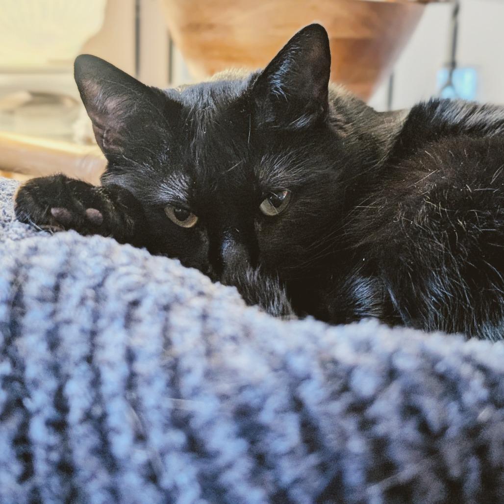 Enlarge Toothless (Bonded with Fuzzy), a Adoptable Domestic Short Hair in Nashville, TN image 6/6