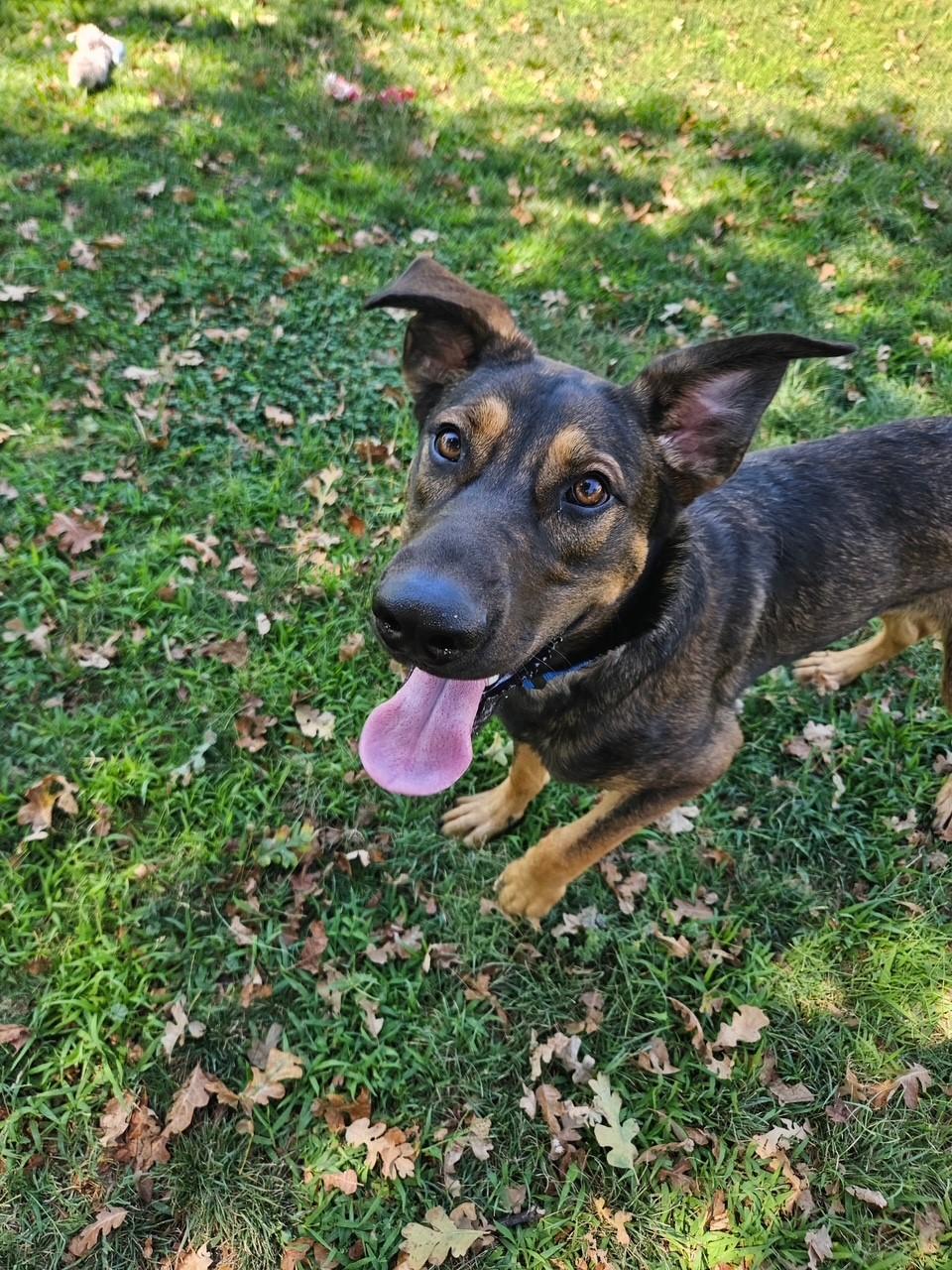 Agatha, an adoptable German Shepherd Dog in Redding, CA, 96099 | Photo Image 1
