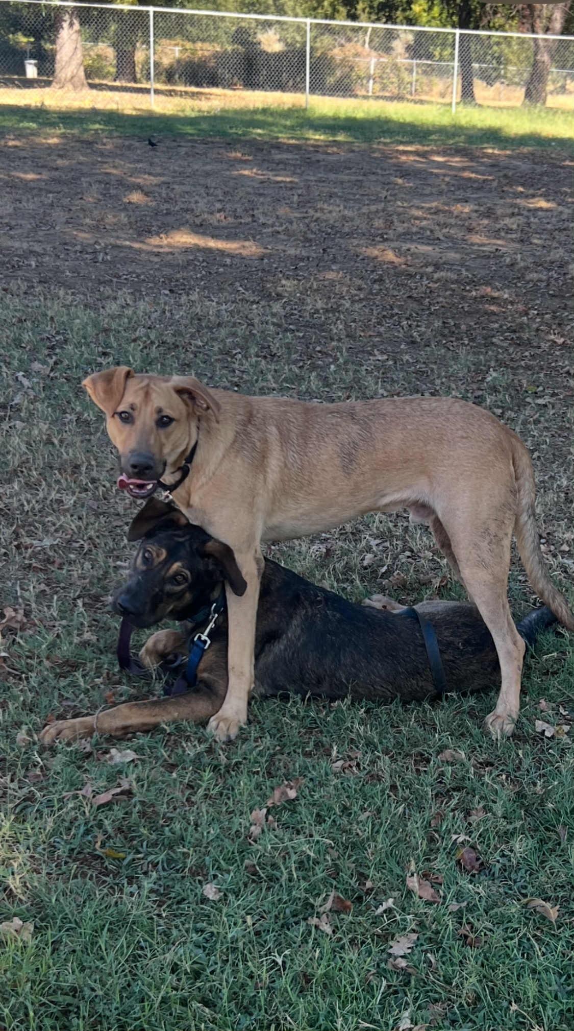 Agatha, an adoptable German Shepherd Dog in Redding, CA, 96099 | Photo Image 2