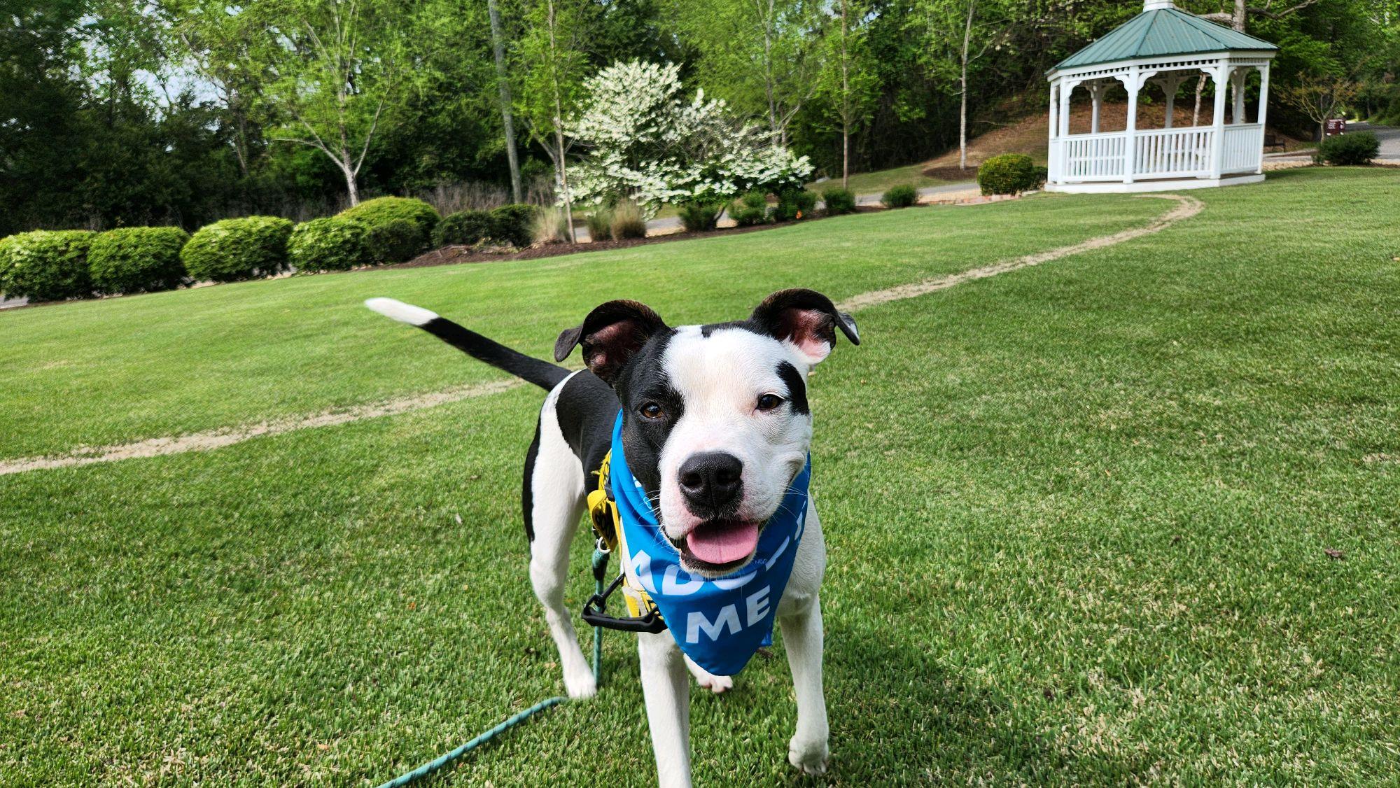 Enlarge Spot, a ADOPTABLE Mixed Breed in North Augusta, SC image 4/6