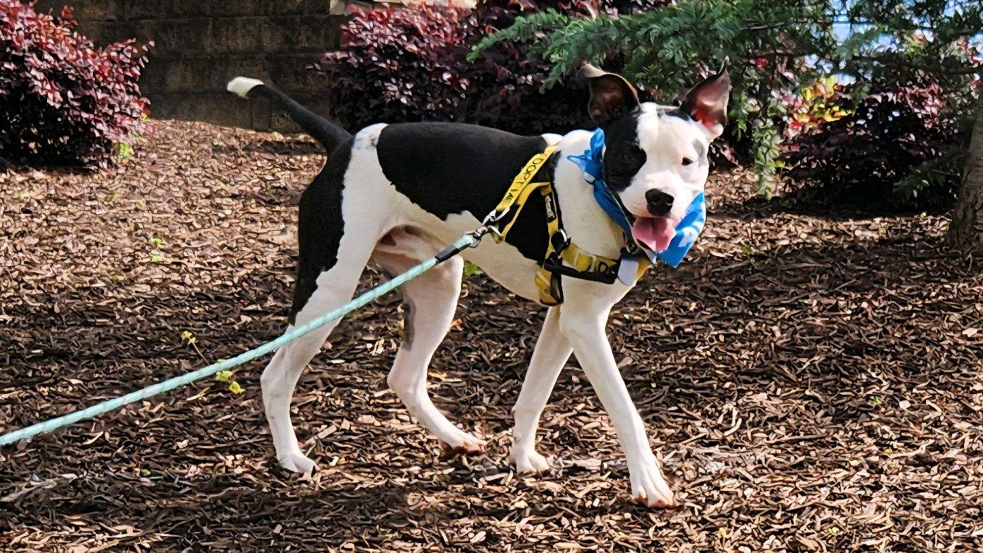 Enlarge Spot, a ADOPTABLE Mixed Breed in North Augusta, SC image 2/6
