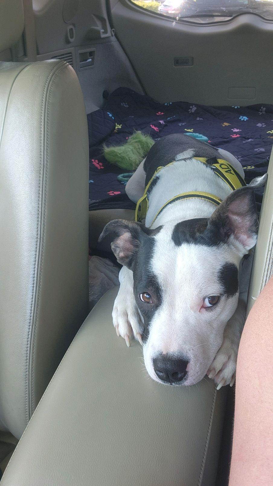 Enlarge Spot, a ADOPTABLE Mixed Breed in North Augusta, SC image 3/6