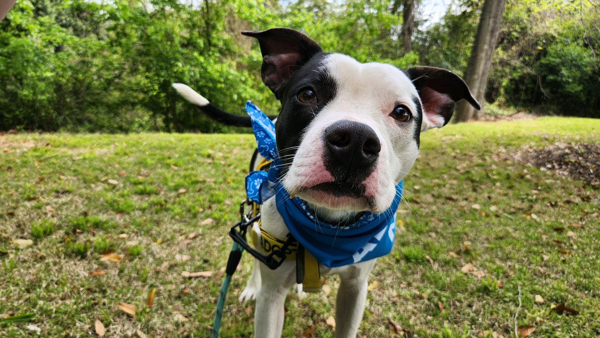 Enlarge Spot, a ADOPTABLE Mixed Breed in North Augusta, SC image 5/6