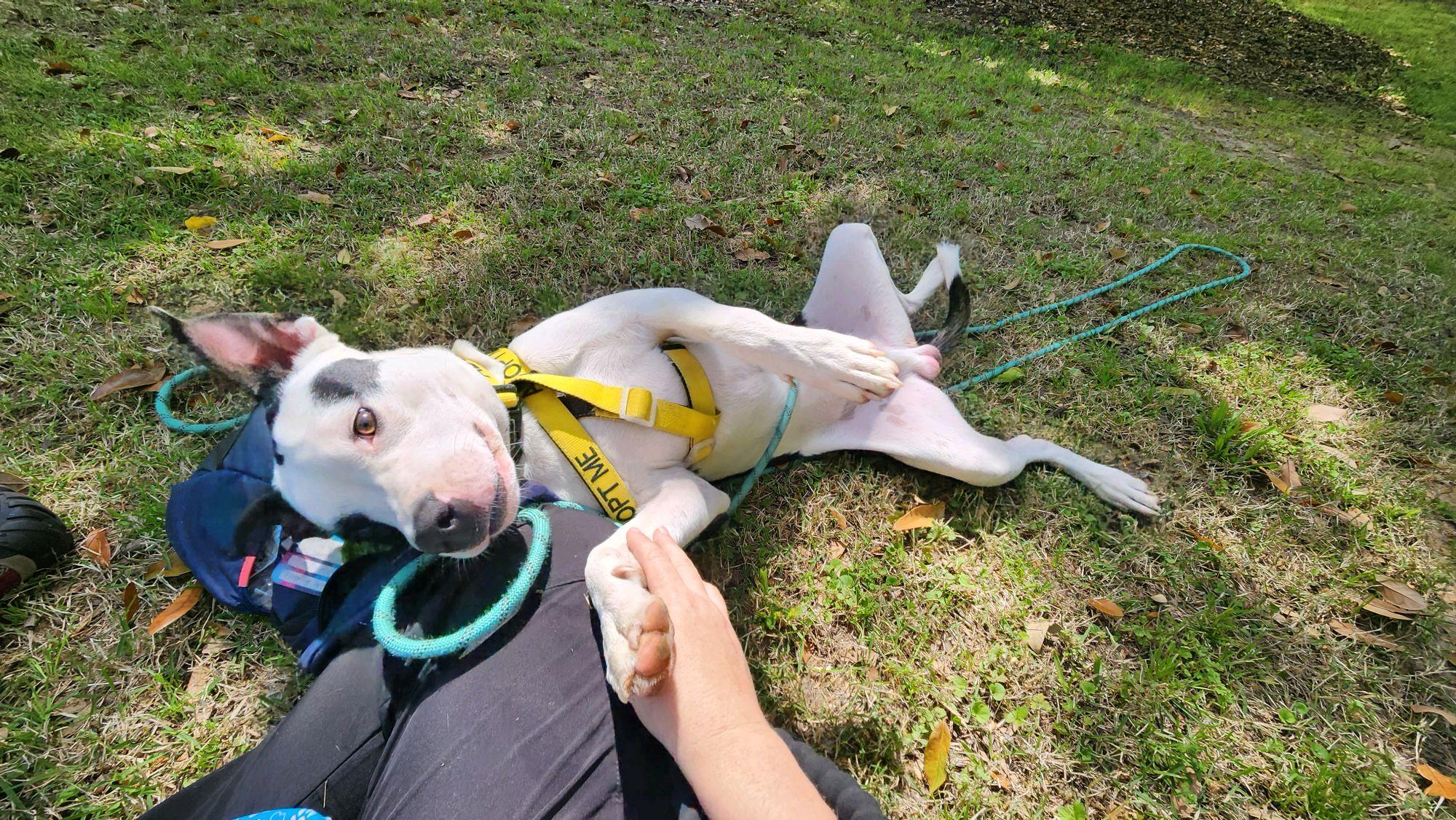 Enlarge Spot, a ADOPTABLE Mixed Breed in North Augusta, SC image 6/6